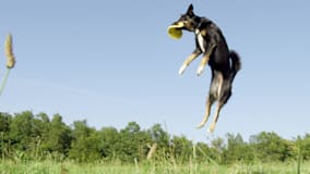 黑白狗口中黄飞盘飞过天空