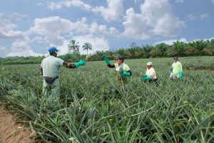 campo-piña-soland