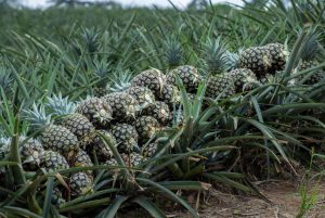 fondo-piña-soland-empresa