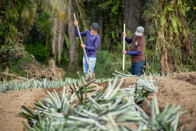 preparacion-terreno-soland-siembra-piña