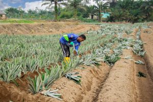 siembra-piña-golden-soland